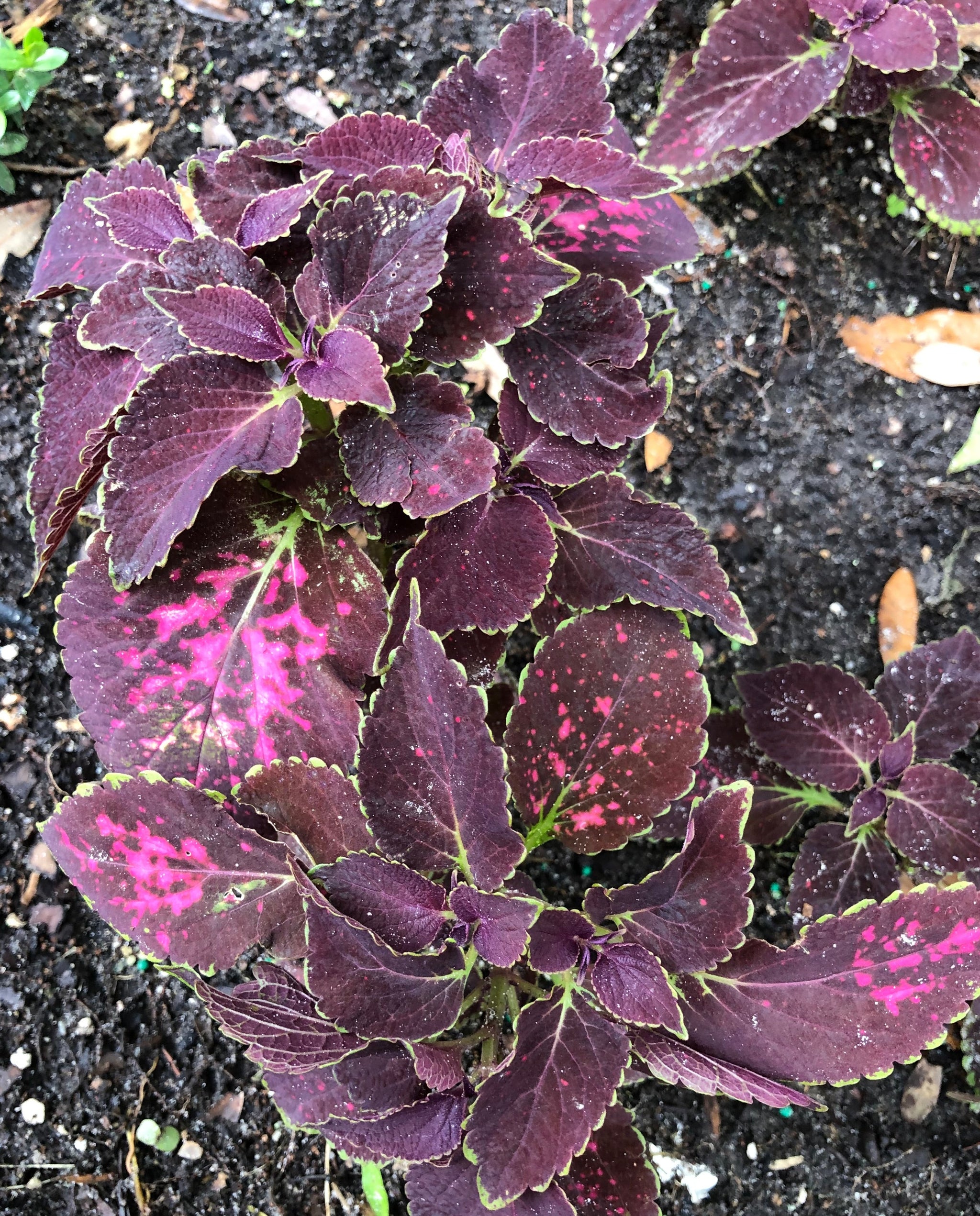 Coleus Merlot or Solenostemon scutellarioides Pint Plant