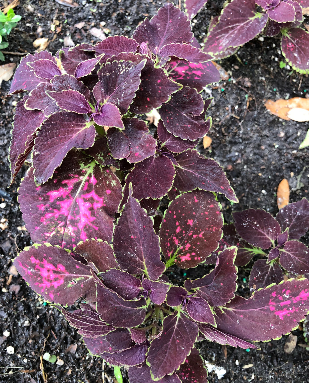  Coleus Merlot or Solenostemon scutellarioides Pint Plant Southern Flower Garden  Southern Flower Garden