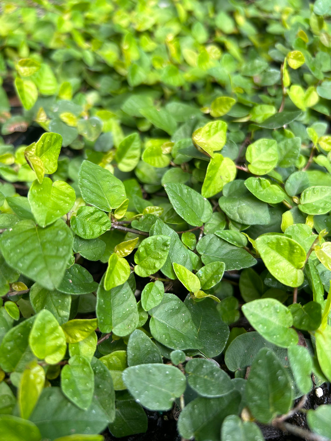 Creeping Fig or Ficus Pumila Pint Plant Southern Flower Garden  Southern Flower Garden