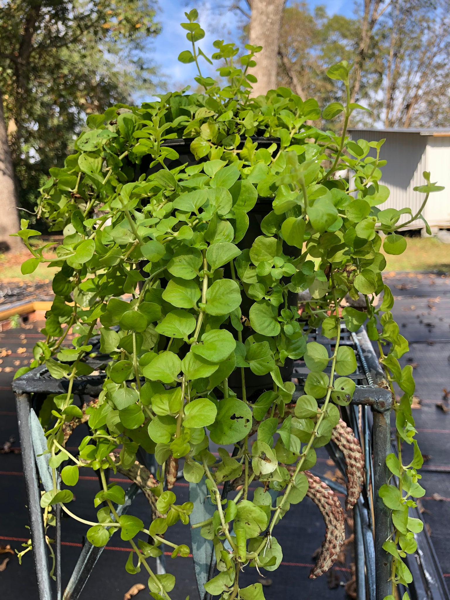 is creeping jenny an indoor plant Creeping Jenny Ground Cover or Lysimachia nummularia Pint Plant – Southern Flower Garden