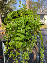 Load image into Gallery viewer, Creeping Jenny or Lysimachia nummularia Pint Plant Southern Flower Garden  Southern Flower Garden
