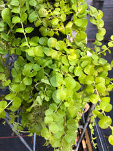 Load image into Gallery viewer, Creeping Jenny or Lysimachia nummularia Pint Plant Southern Flower Garden  Southern Flower Garden
