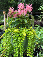 Load image into Gallery viewer, Justicia carnea or Flamingo Flower Plant Southern Flower Garden  Southern Flower Garden
