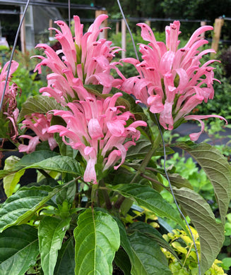 Justicia carnea or Flamingo Flower Plant Southern Flower Garden  Southern Flower Garden