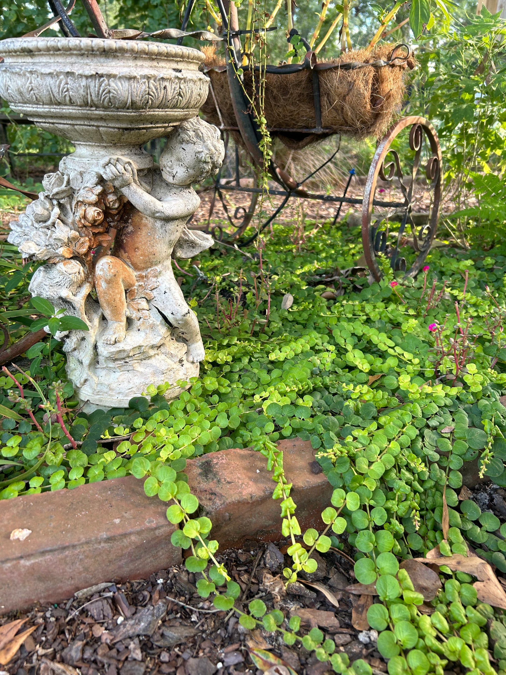 creeping jenny plant Creeping Jenny Ground Cover or Lysimachia nummularia Pint Plant – Southern  Flower Garden