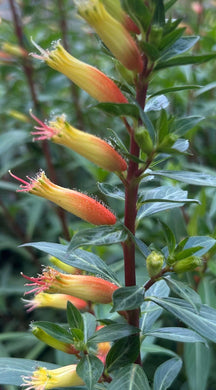 Cuphea micropetala Big Cigar pint plant Southern Flower Garden  Southern Flower Garden