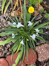 Load image into Gallery viewer, 'Katie's Dwarf White' Mexican Petunia pint plant Southern Flower Garden  Southern Flower Garden
