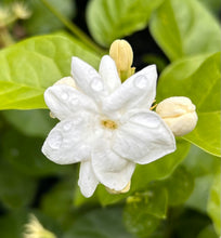 Load image into Gallery viewer, Jasmine Sambac Maid of Orleans Arabian Jasmine Pint Plant Southern Flower Garden Southern Flower Garden
