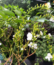 Load image into Gallery viewer, Home &amp; Garden Duranta erecta White Quart Plant Unbranded Southern Flower Garden
