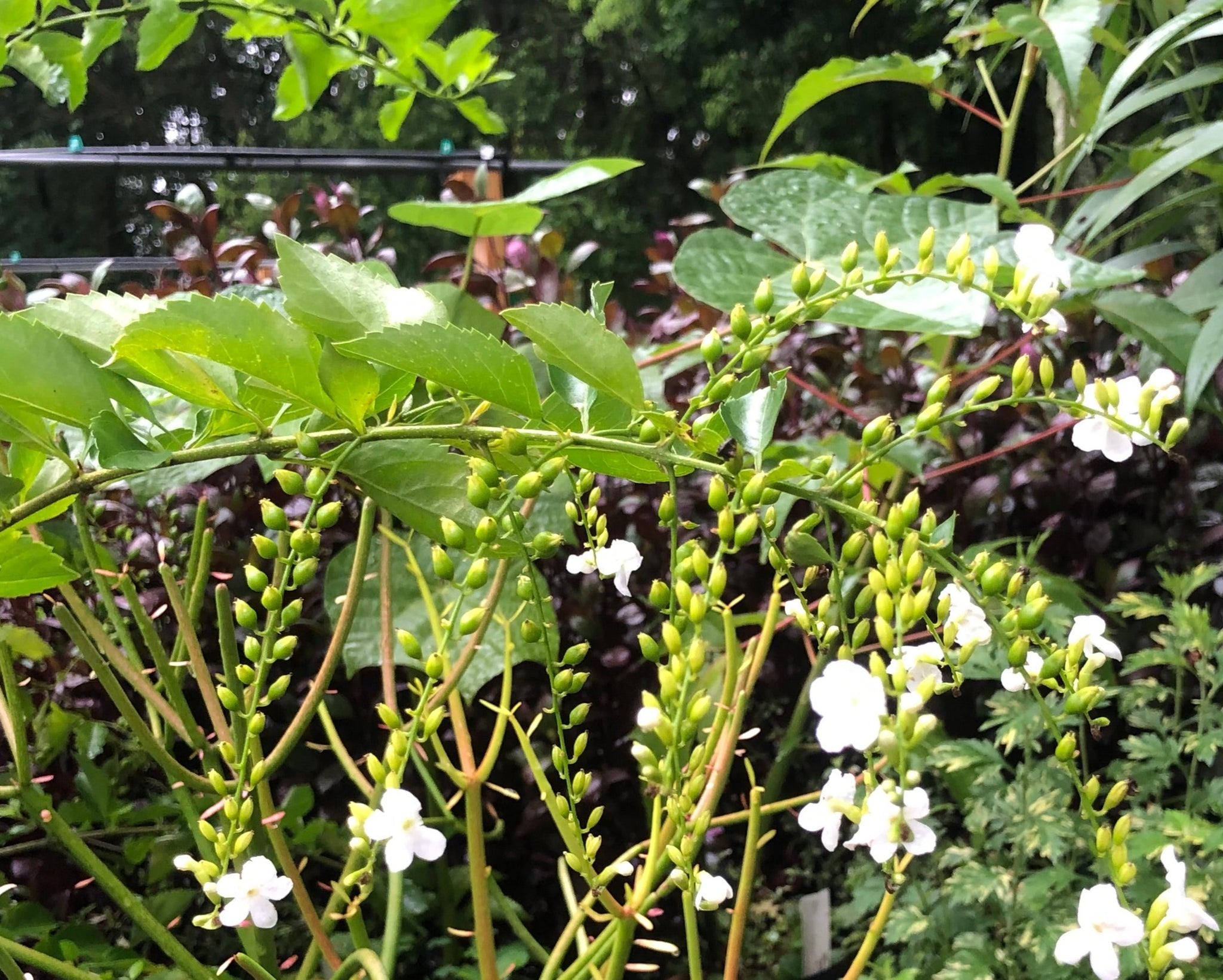 Duranta erecta White Quart Plant
