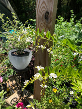 Load image into Gallery viewer, Home &amp; Garden Duranta erecta White Quart Plant Unbranded Southern Flower Garden
