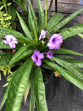 Load image into Gallery viewer, Dwarf Mexican Petunia or Dwarf Purple Ruellia Pint Plant Southern Flower Garden  Southern Flower Garden
