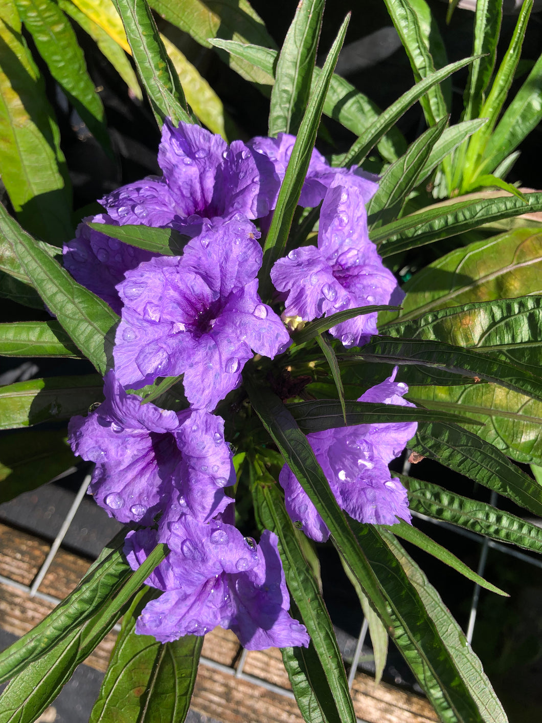 Dwarf Mexican Petunia or Dwarf Purple Ruellia Pint Plant Southern Flower Garden  Southern Flower Garden