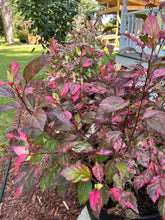 Load image into Gallery viewer, Home &amp; Garden Hibiscus rosa-sinsensis Cooperii Pint Plant Variegated Hibiscus Southern Flower Garden Southern Flower Garden
