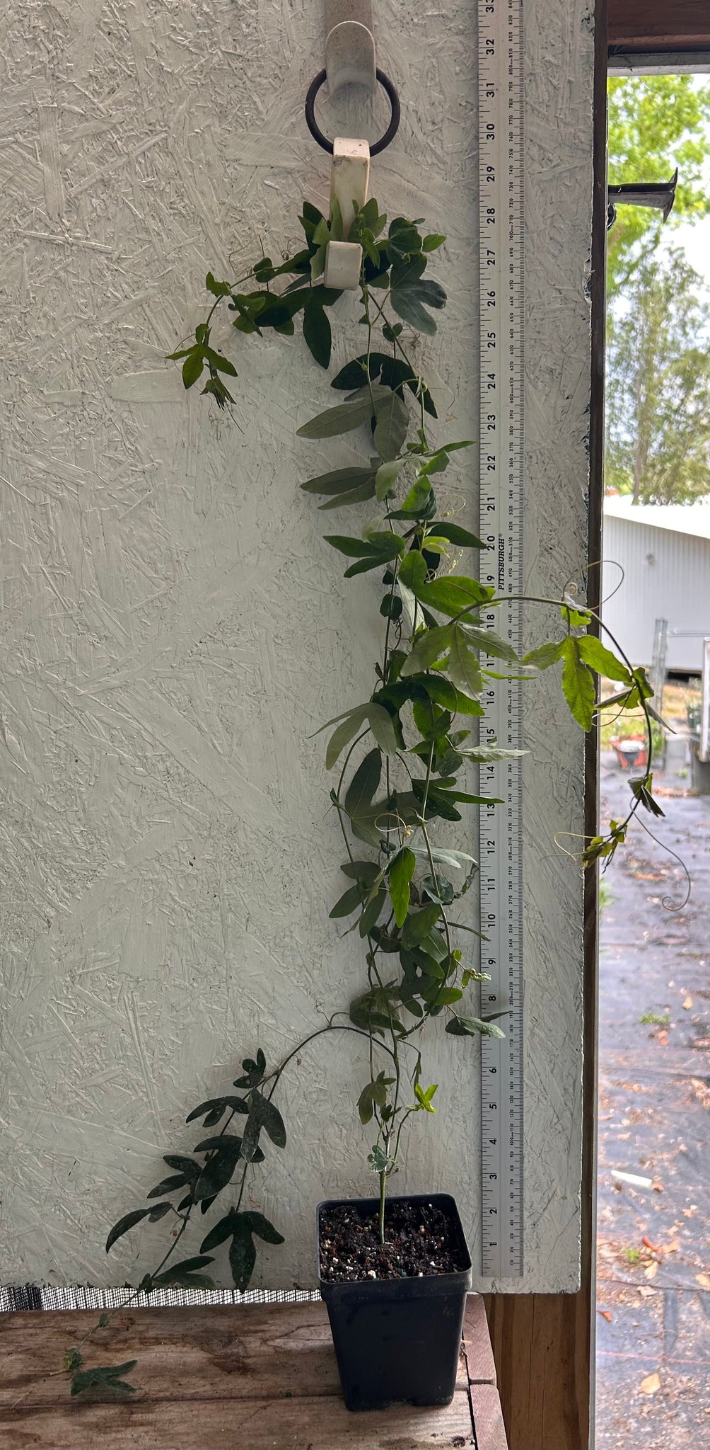 lavender lady passion flower fruit Passiflora caerulea 'Lavender Lady' Passion Flower Vine Pint Plant