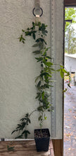 Load image into Gallery viewer, Passiflora caerulea 'Lavender Lady' Passion Flower Vine Pint Plant Southern Flower Garden Southern Flower Garden
