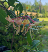 Load image into Gallery viewer, &#39;Gold Flame&#39; Honeysuckle or Lonicera × heckrottii &#39;Gold Flame&#39; Pint Plant Southern Flower Garden  Southern Flower Garden
