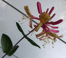 Load image into Gallery viewer, &#39;Gold Flame&#39; Honeysuckle or Lonicera × heckrottii &#39;Gold Flame&#39; Pint Plant Southern Flower Garden  Southern Flower Garden
