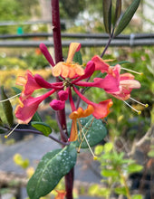 Load image into Gallery viewer, &#39;Gold Flame&#39; Honeysuckle or Lonicera × heckrottii &#39;Gold Flame&#39; Quart Plant Southern Flower Garden Southern Flower Garden
