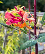 Load image into Gallery viewer, &#39;Gold Flame&#39; Honeysuckle or Lonicera × heckrottii &#39;Gold Flame&#39; Quart Plant Southern Flower Garden Southern Flower Garden
