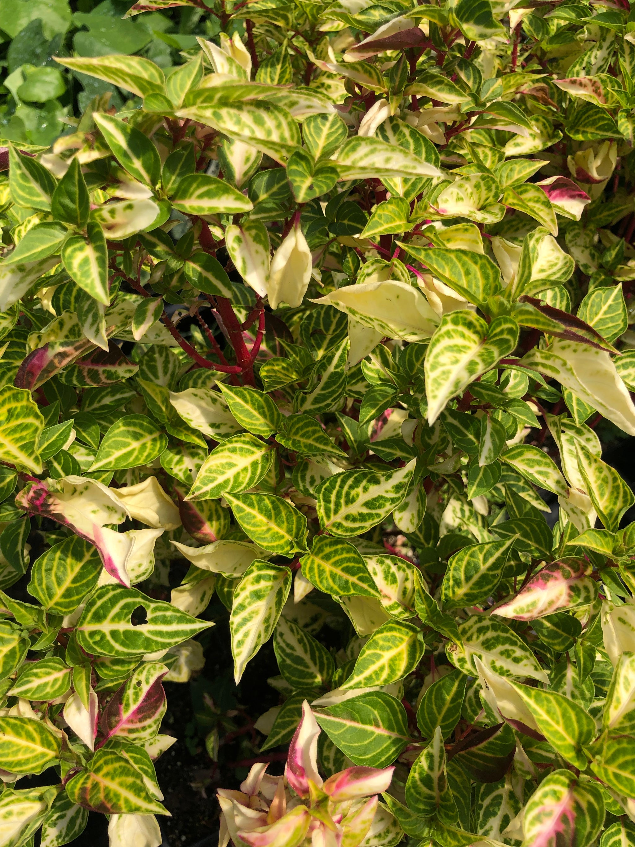 Variegated Bloodleaf or Iresine lindenii variegata Pint Plant – Southern  Flower Garden
