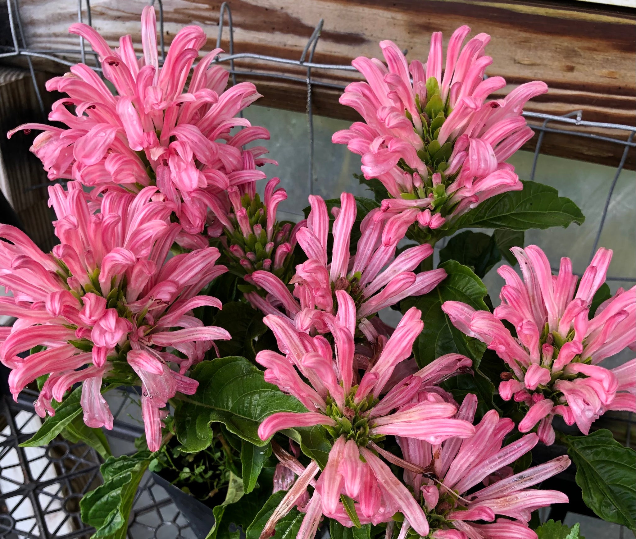 Justicia carnea or Flamingo Flower Brazillian Plume Plant – Southern Flower  Garden