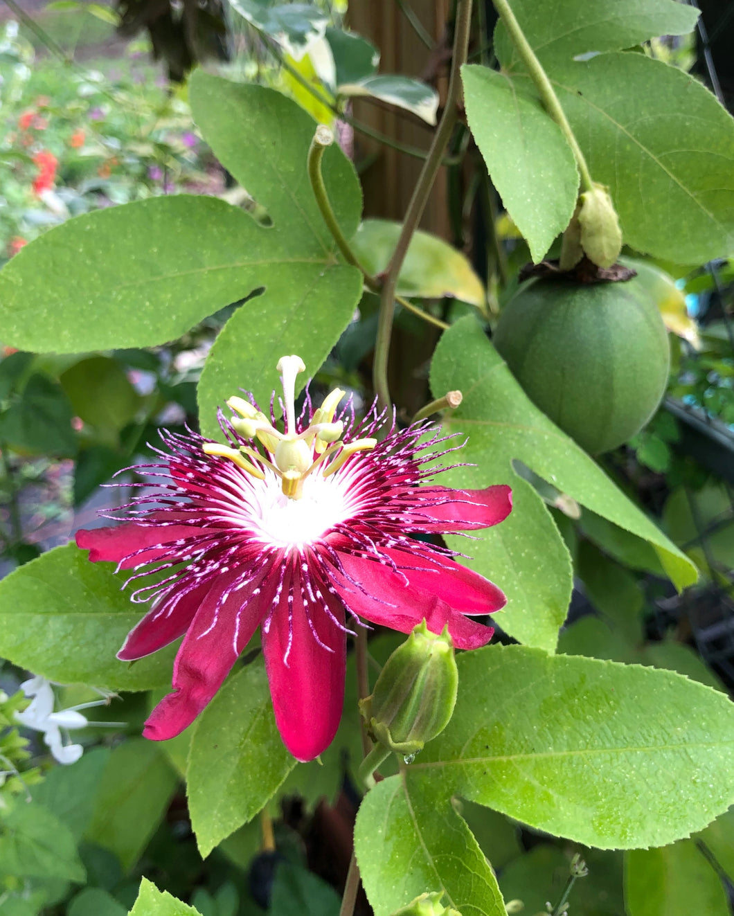 Passiflora Lady Margaret Fragrant Passion Flower Vine 3 inch potted plant Southern Flower Garden  Southern Flower Garden