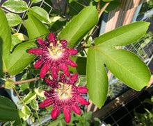 Load image into Gallery viewer, Passiflora Lady Margaret Fragrant Passion Flower Vine 3 inch potted plant Southern Flower Garden  Southern Flower Garden
