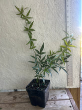 Load image into Gallery viewer, White Lady Banks Rose Scrambler pint plant
