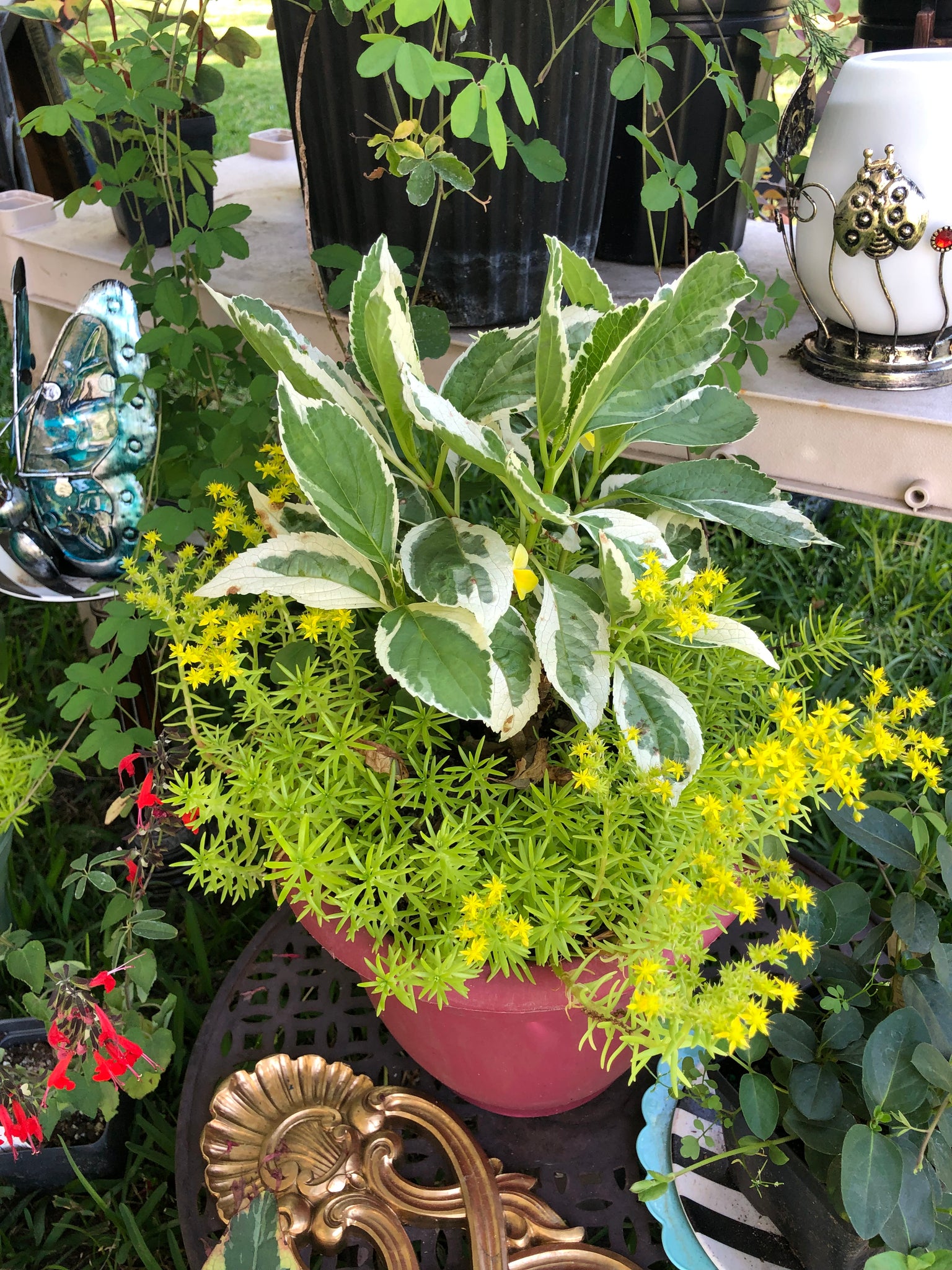 lemon sedum succulent Lemon Coral Sedum Pint Plant – Southern Flower Garden