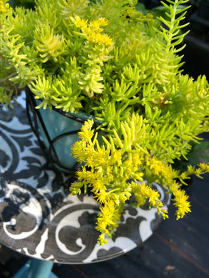 Lemon Coral Sedum Starter Plant Southern Flower Garden  Southern Flower Garden