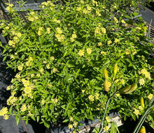 Load image into Gallery viewer, Home &amp; Garden Lantana camara &#39;Lemon Drop&#39; Pint Plant Unbranded Southern Flower Garden

