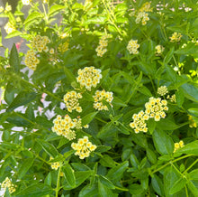 Load image into Gallery viewer, Home &amp; Garden Lantana camara &#39;Lemon Drop&#39; Pint Plant Unbranded Southern Flower Garden
