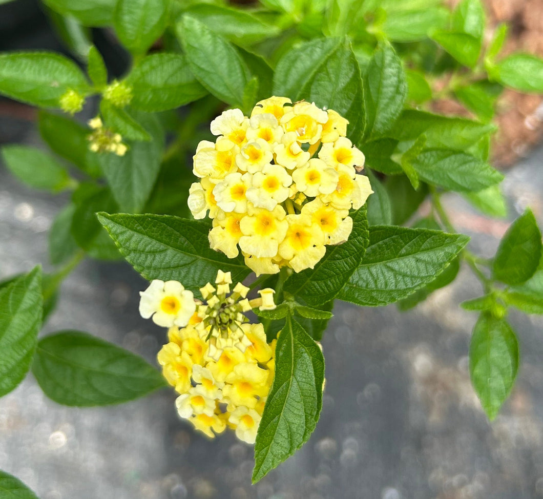 Lantana camara 'Lemon Drop' Pint Plant