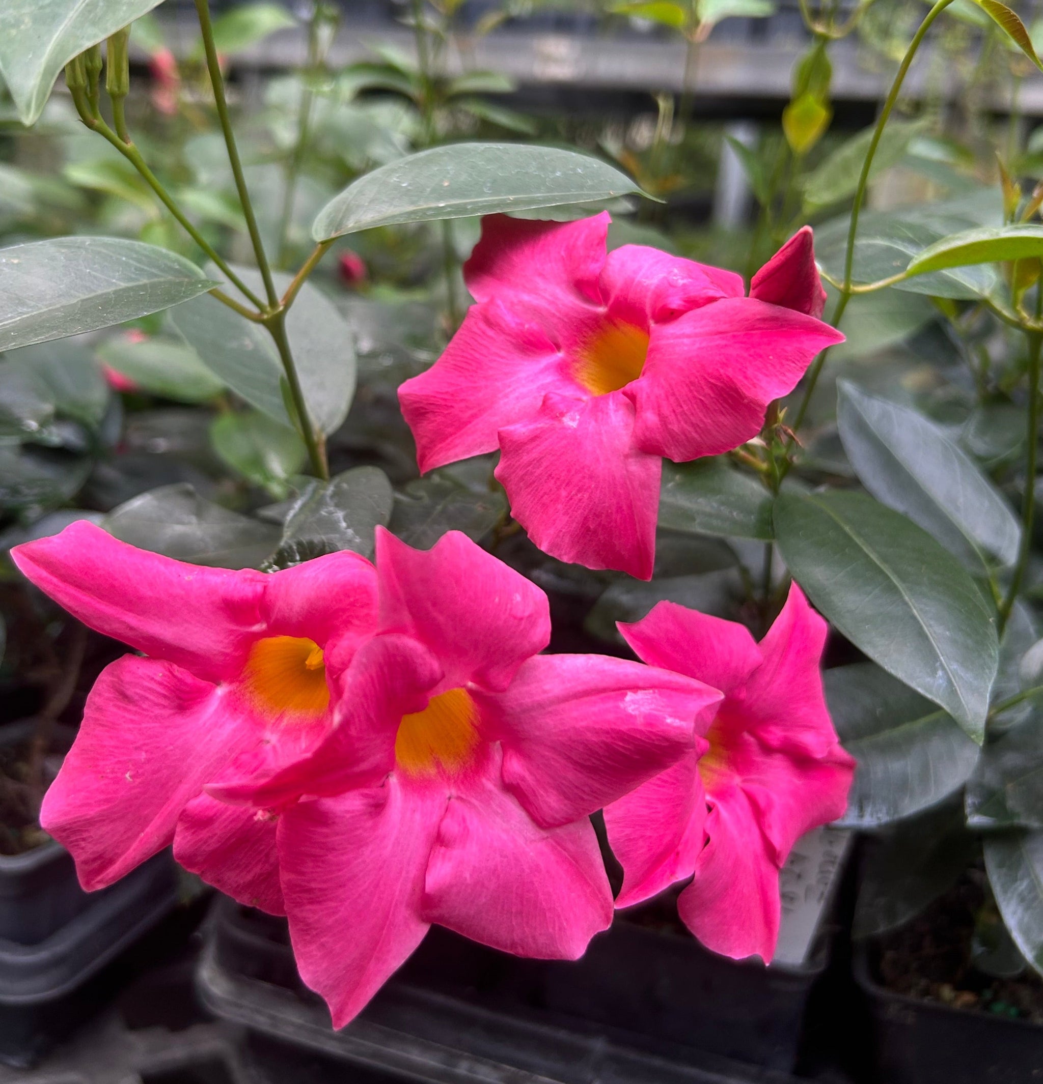 Mandevilla 'Pink Fury' pint plant – Southern Flower Garden