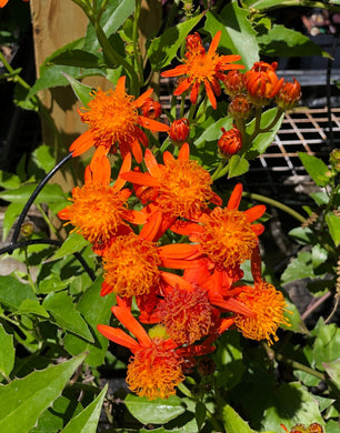 Home & Garden Mexican Flame Vine or Senecio confusus Pint Plant Southern Flower Garden Southern Flower Garden