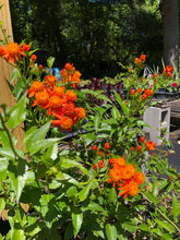Load image into Gallery viewer, Home &amp; Garden Mexican Flame Vine or Senecio confusus Pint Plant Southern Flower Garden Southern Flower Garden
