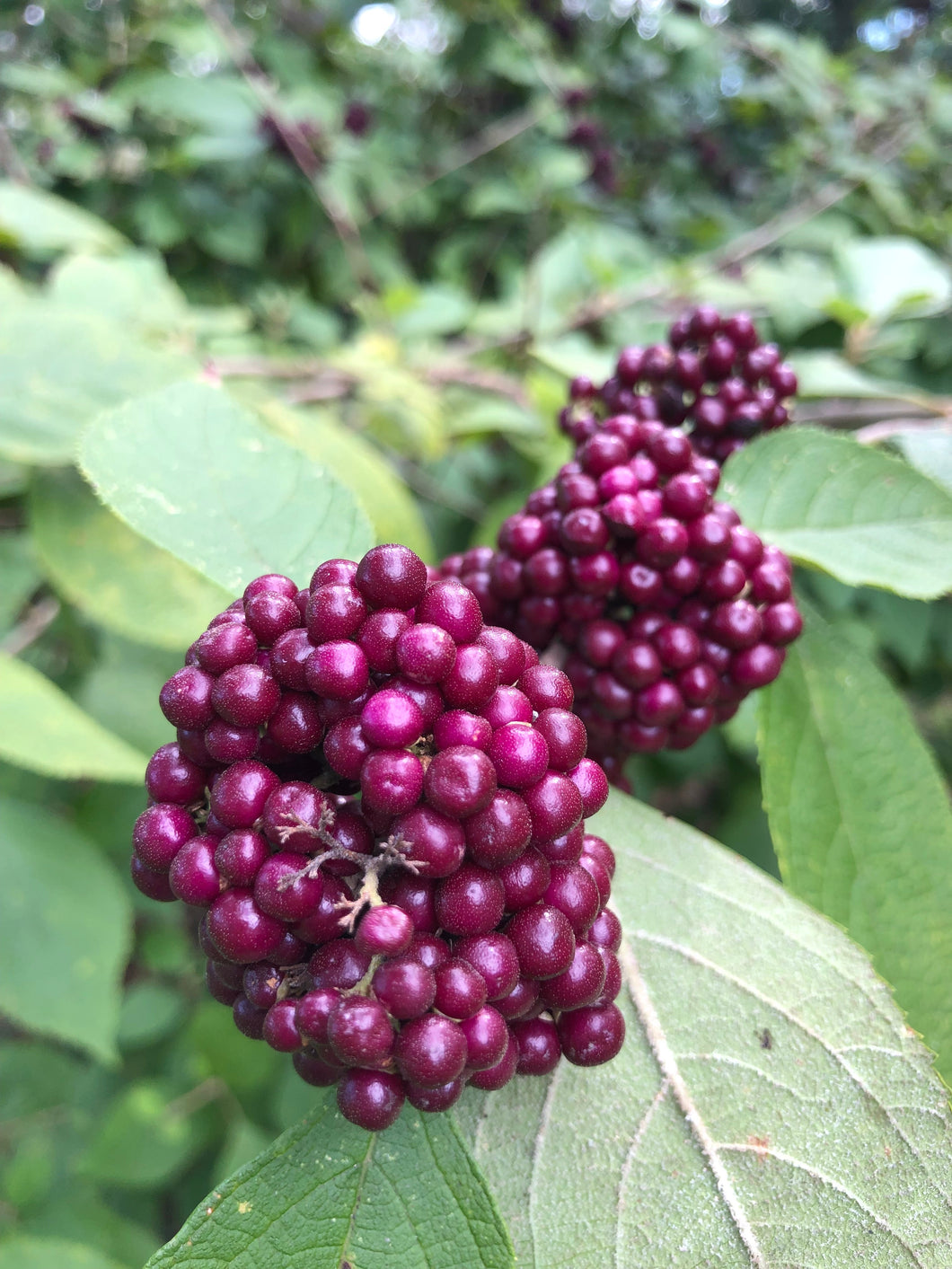 Black Beautyberry Bush or Callicarpa acuminata Pint Plant Southern Flower Garden Southern Flower Garden