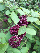 Load image into Gallery viewer, Black Beautyberry Bush or Callicarpa acuminata Pint Plant Southern Flower Garden Southern Flower Garden
