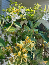 Load image into Gallery viewer, plants Mint Crisp variegated Honeysuckle or Lonicera japonica pint plant Southern Flower Garden Southern Flower Garden
