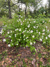 Load image into Gallery viewer, Sweet Fragrant Mock Orange Shrub, Philadelphus coronarius Plant Southern Flower Garden Southern Flower Garden
