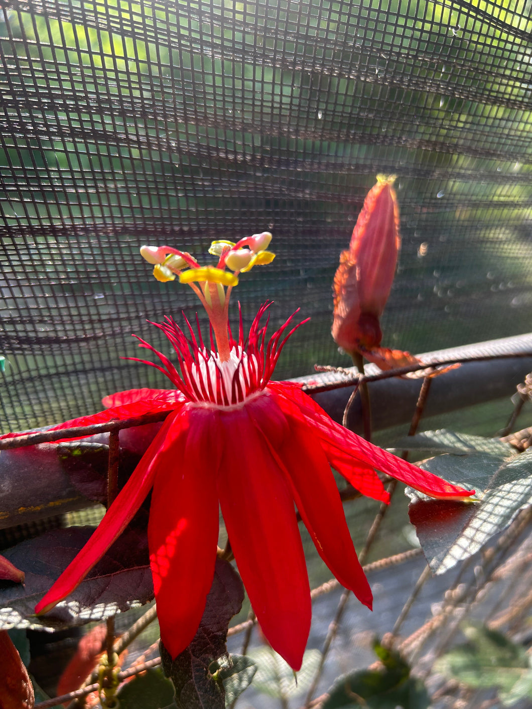 Passiflora coccinea Scarlett Red or Red Granadilla Passion Flower pint plant Southern Flower Garden  Southern Flower Garden