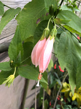 Load image into Gallery viewer, Peach Turks Cap Sleepy Hibiscus or Malvaviscus Quart plant Southern Flower Garden  Southern Flower Garden
