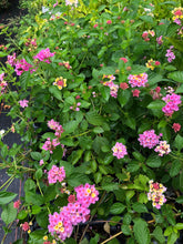 Load image into Gallery viewer, Home &amp; Garden Lantana Pink Caprice Pint Plant Unbranded Southern Flower Garden
