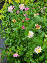 Load image into Gallery viewer, Home &amp; Garden Lantana Pink Caprice Pint Plant Unbranded Southern Flower Garden
