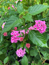 Load image into Gallery viewer, Home &amp; Garden Lantana Pink Caprice Pint Plant Unbranded Southern Flower Garden
