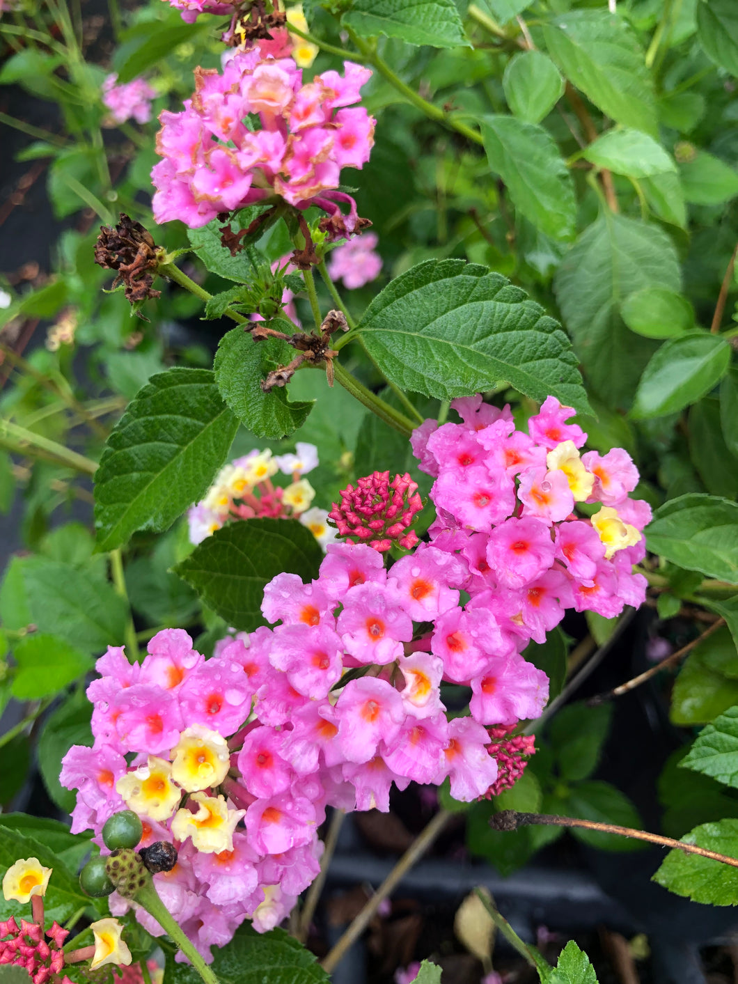 Home & Garden Lantana Pink Caprice Pint Plant Unbranded Southern Flower Garden