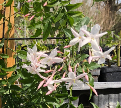 Pink or Winter Jasmine Fragrant Jasminum polyanthum Pint Plant Southern Flower Garden  Southern Flower Garden