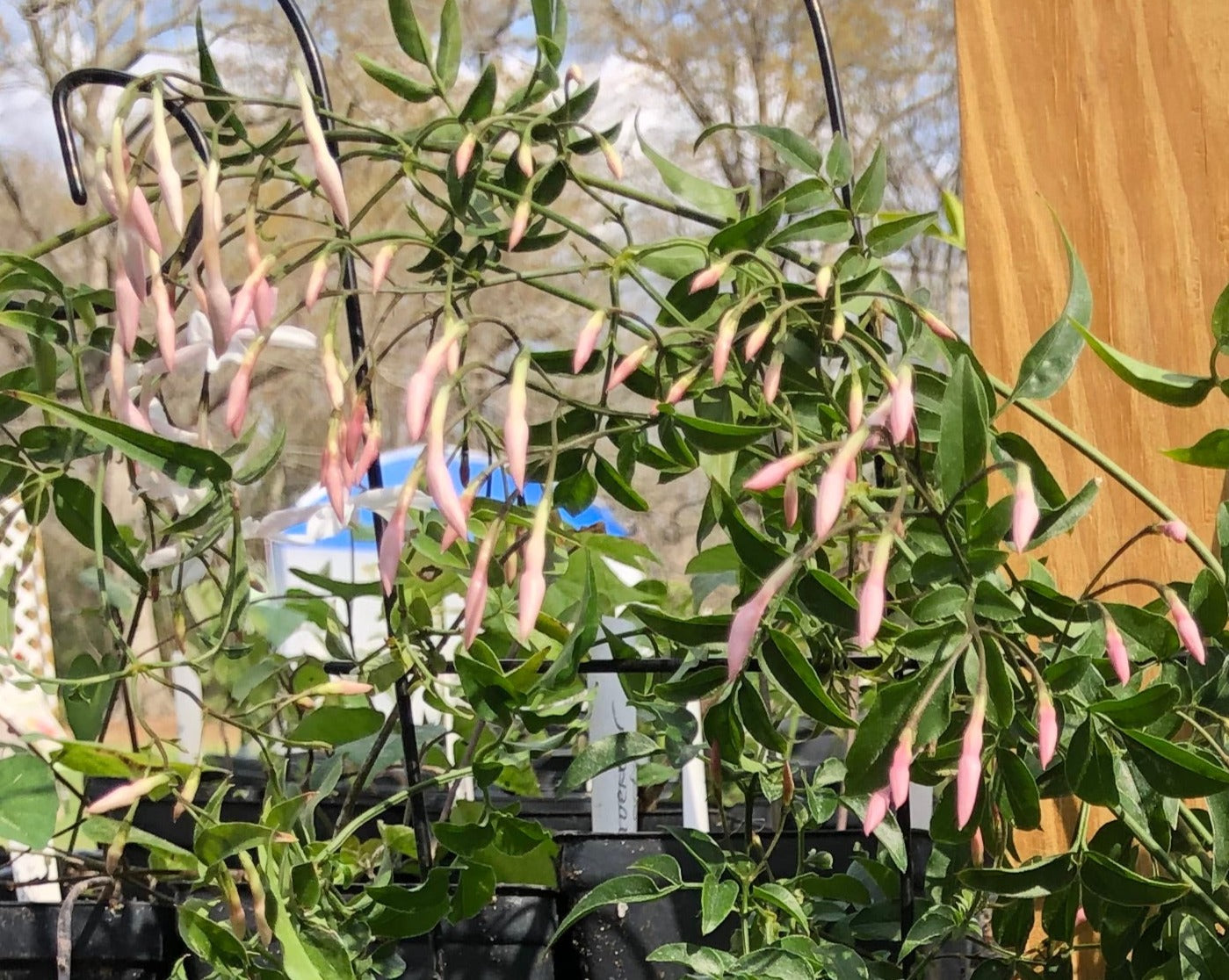 thumbnail image 2 of Pink Jasmine Live Starter Plant – Jasminum Polyanthum – Extremely Fragrant – Well Rooted 2 of 5