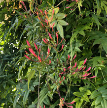 Load image into Gallery viewer, Pink or Winter Jasmine Fragrant Jasminum polyanthum Pint Plant Southern Flower Garden  Southern Flower Garden
